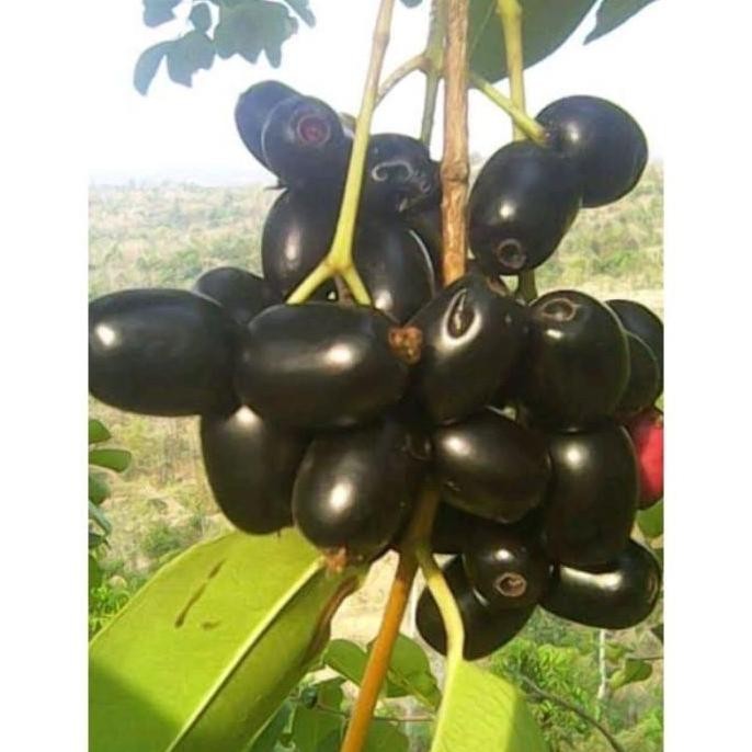 POHON bibit juwet hitam pohon tanaman buah di dalam pot BISA COD