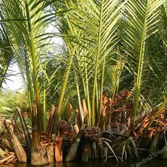 Bibit pohon buah nipah tanaman daon tinggi 20-40 cm tanaman ra BISA COD