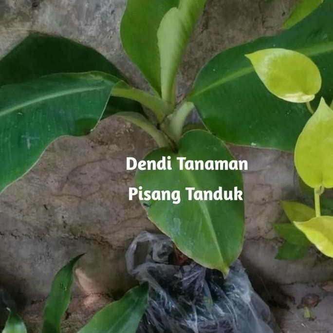 POHON Bibit Pohon Pisang Tanduk / Buah Pisang Tanduk BISA COD