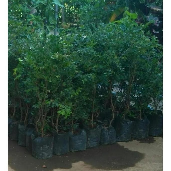 Bibit Tanaman Buah Anggur Bril / Anggur Pohon G3P UNGGULAN AA BISA COD