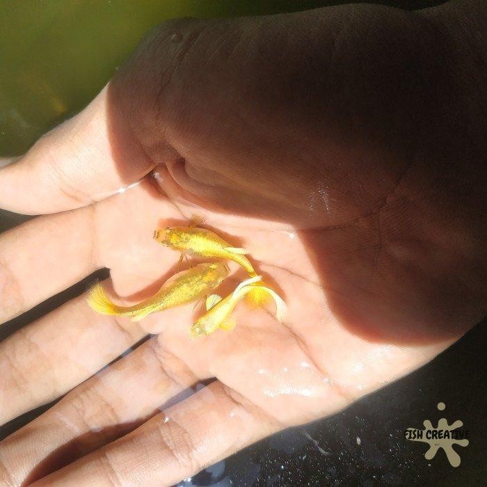 AL Guppy Super gold Full gold emas jantan betina Hamil sepasang Grade A