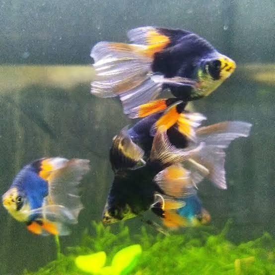 AL ikan green tiger slayer-ikan air tawar-ikan aquascape