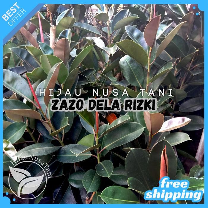 POHON KARET KEBO HIJAU MERAH BURGUNDY - TANAMAN HIAS BIBIT FICUS PLANT BY ZAZODELARIZKI