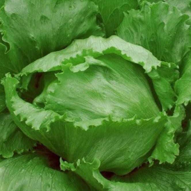 

Selada Hij Head Lettuce Bibit Tanaman Hoponik ISTIMEWA
