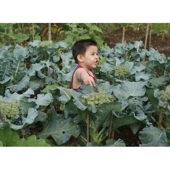 

50 Brokoli Hibrida Green Super F1 Bibit Tanaman terbaru