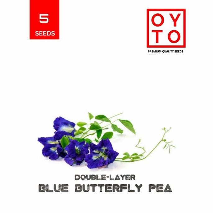 BUNGA TELANG TUMPUK BIBIT BUNGA TANAMAN ISTIMEWA