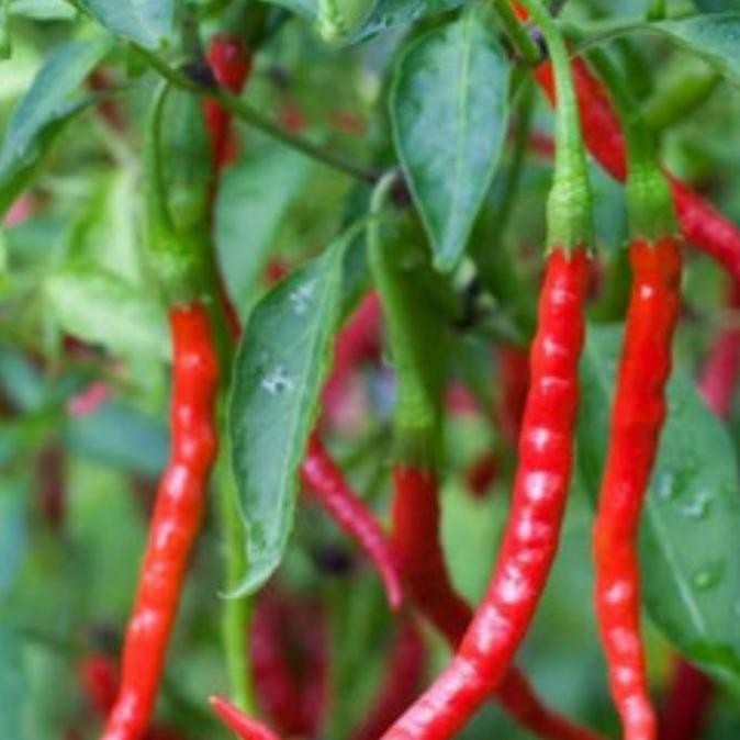 Pohon cabe kriting | bibit tanaman cabe keriting BARANG SUPER