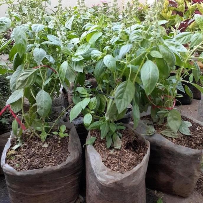 Tanaman Kemangi, Bibit pohon Kemangi, lalapan dn kemangi BARANG SUPER