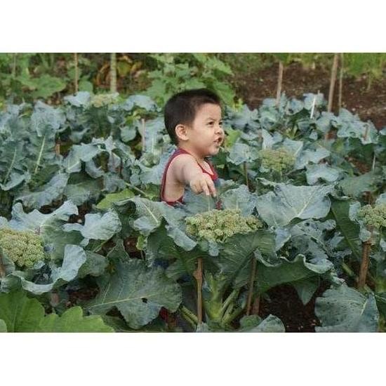 

50 Brokoli Hibrida Green Super F1 Bibit Tanaman ISTIMEWA