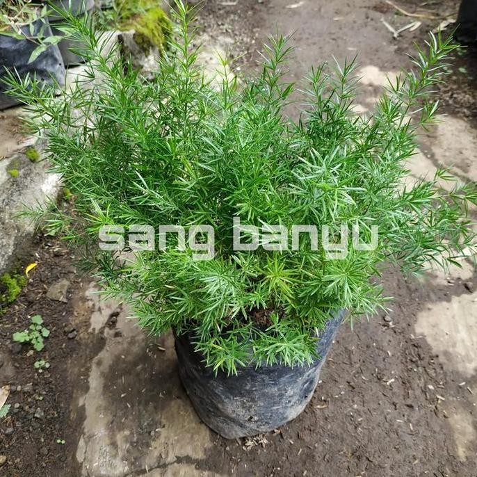 Bibit tanaman hias asparagus fern krisdoren BARANG SUPER