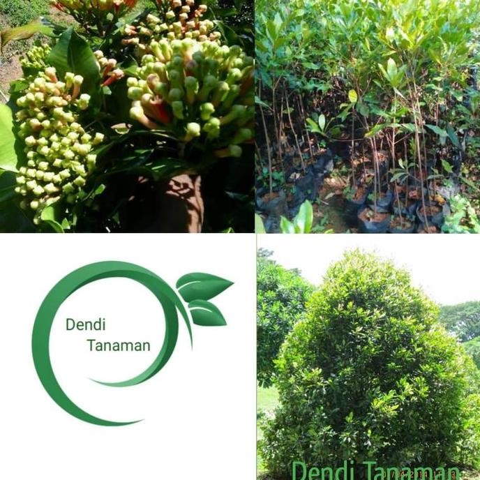 Bibit Pohon Cengkeh Zanzibar / Tanaman Cengkeh terbaru
