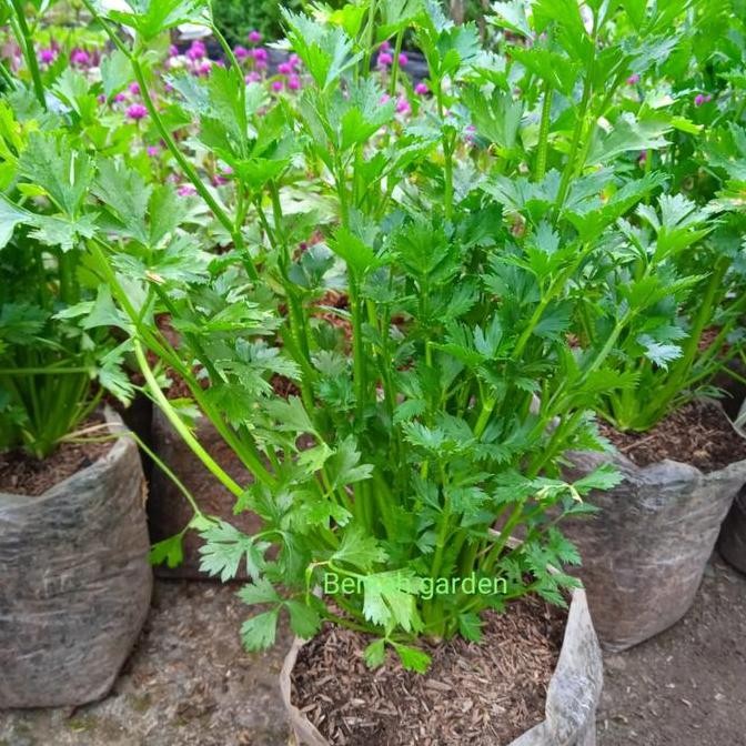 Tanaman Seledri Bibit Seledri Siap Tanam seledri ngi terbaru