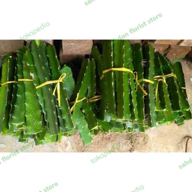 bibit stek buah naga kuning super / bibit stek batang buah naga kuning PREMIUM