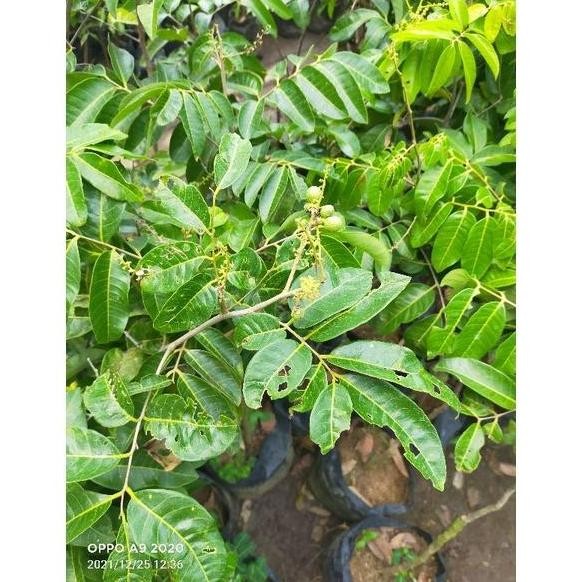 bibit buah kelengkeng bangkok sudah berbuah PREMIUM