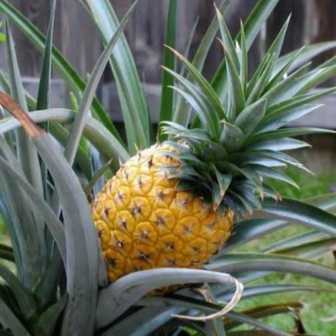 bibit tanaman buah nanas madu jumbo, bibit super,bibit nanas unggul terbaru