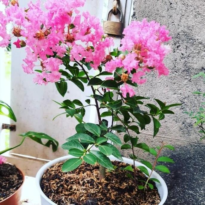 Bibit Tanaman Sakura Lokal Pink | Pohon Sakura Lokal Indonesia BARANG SUPER