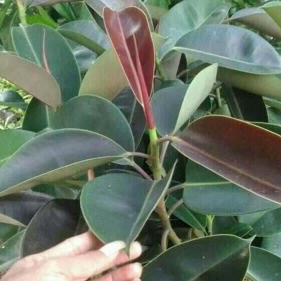 Bibit Karet Kebo/Tanaman Karet Kebo str Dn Karet Kebo terbaru