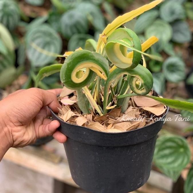 Tanaman hias wijaya kusuma tanduk varigata - Wijaya kusuma varigata