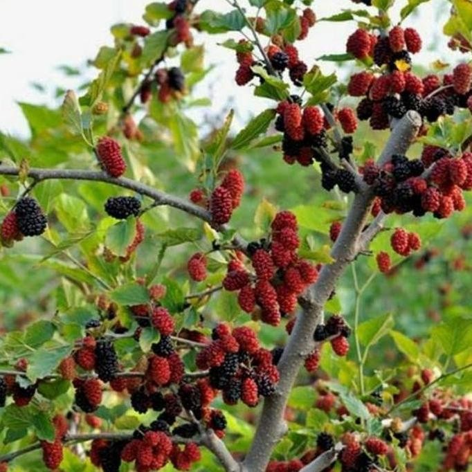 Bibit Tanaman Buah Murbei Jumbo Berbuah - bibit buah murbei PREMIUM