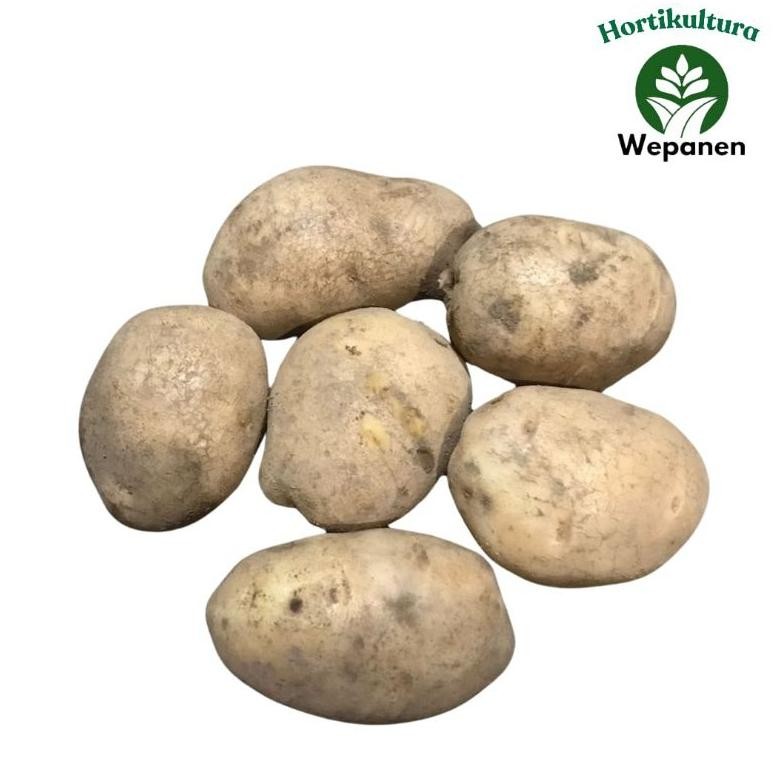 

Kentang Dieng Super Besar 1Kg aSt