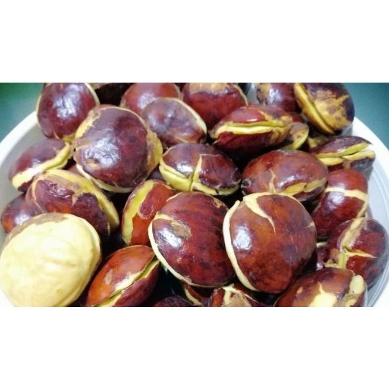 

JENGKOL FRESSS SEGAR aSt