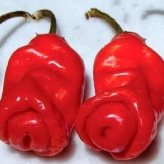 Benih Bibit Cabe Pedas Red Peter Pepper Cabai Hias Pedas 10 Biji