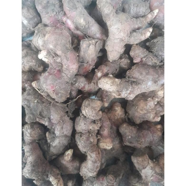 

Jahe Merah Kecil Segar 1KG Rasa Pedas Pahit aSt