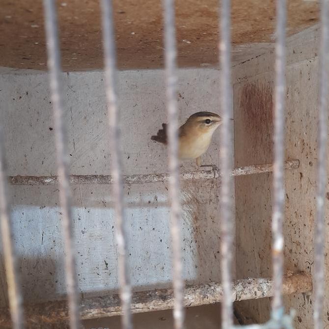 Murah Kerak Basi Alis Hitam/Sinchan