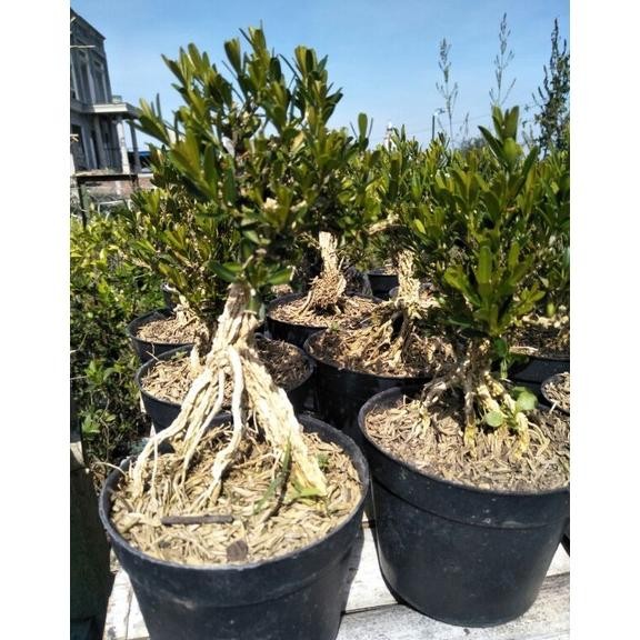 Sdn_12 Tanaman Bonsai Mini Boxsus / Boksus Pohon Kecil Tua Rt-69