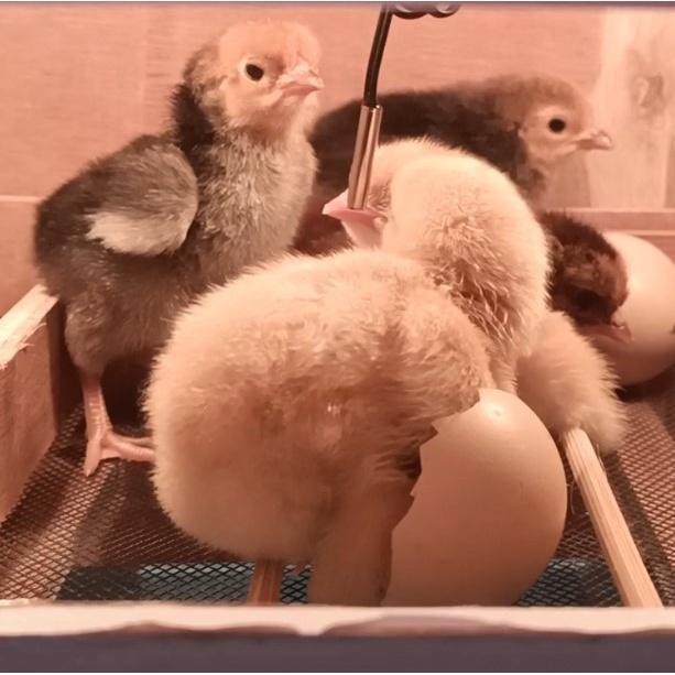 ATS Mesin Tetas Telur Semi Otomatis Penetas Mini SUBATECH MTSO-K9