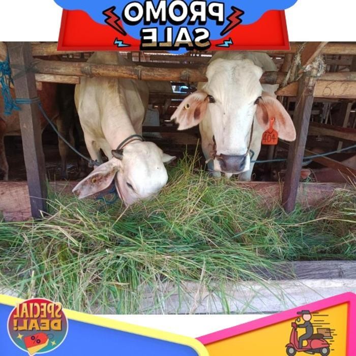 

Flash Sale Perasa Aroma Pakan Ternak Aroma Rumput Grass Flavour Mintai 200 Gram