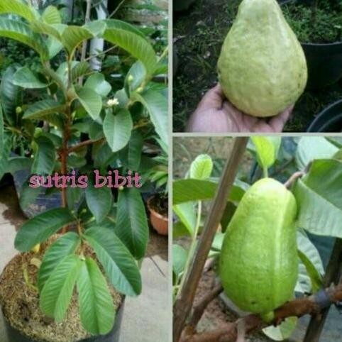 Bibit Tanaman Buah Jambu Alpukat Siap Buah Cangkok PREMIUM