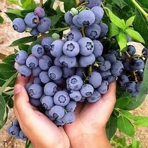 Bibit buah Blueberry Jumpfruit - Bibit Blueberry PREMIUM