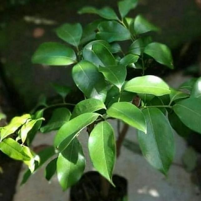 BIBIT TANAMAN BUAH LECI MERAH CANGKOK-BIBIT POHON BUAH LECI PREMIUM