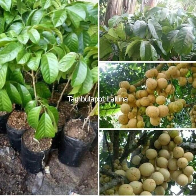 BIBIT BUAH DUKU PALEMBANG TANPA BIJI SUPER GENJAH unggulan PREMIUM