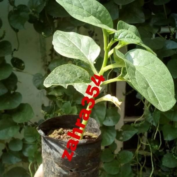 PREMIUM si BIBIT BUAH ANGKUNG SUDAH BERBUAH // TANAMAN ANGKUNG //