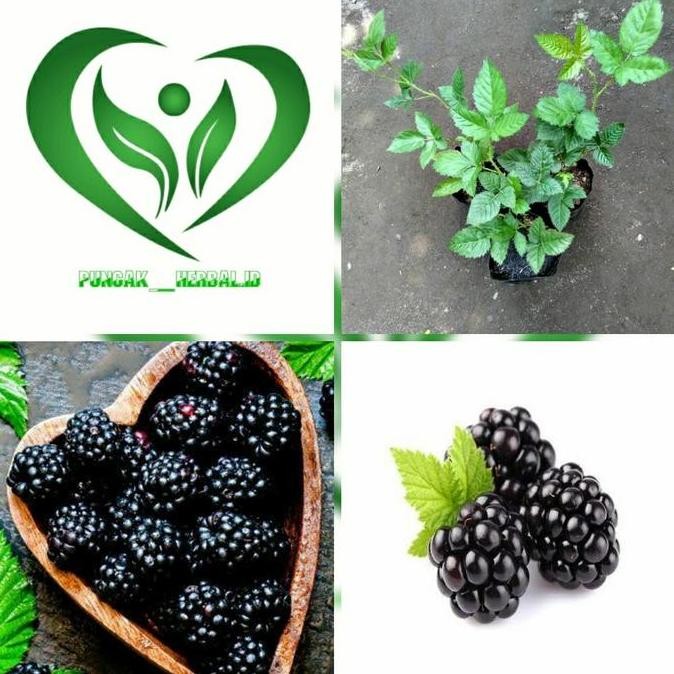 bibit tanaman buah blackberry pohon blackberry PREMIUM