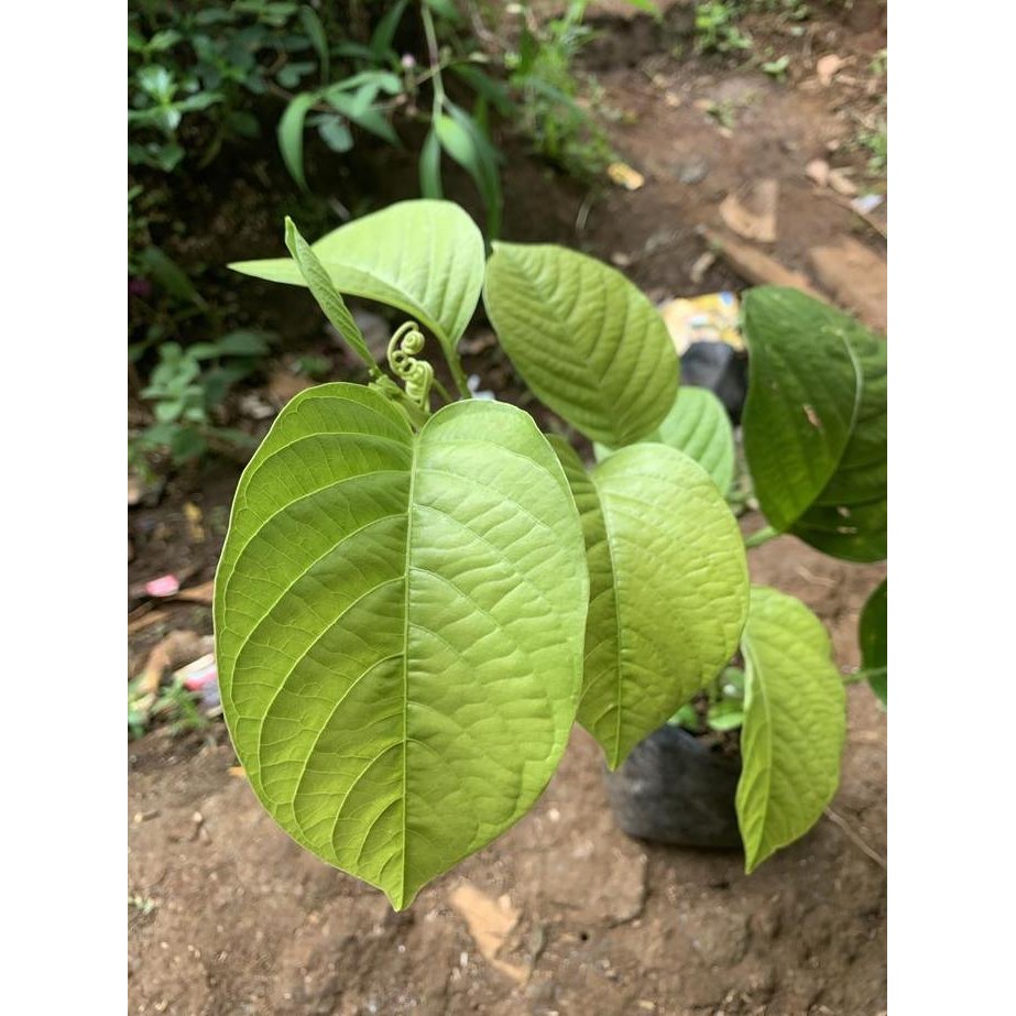 PREMIUM Bibit tanaman sudah jadi buah markisa jumbo/buah erbis