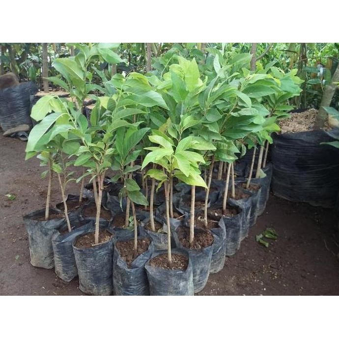 Bibit Tanaman Buah Srikaya Lokal Ja Jumbo PREMIUM