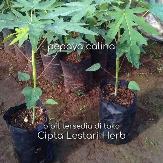 Asli Bibit Pohon Pepaya California 20-30 Cm - Tanaman Buah Calina Ipb PREMIUM