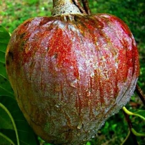 Bibit Buah Srikaya Mulwo Gundul/ Buah Nona Langka PREMIUM