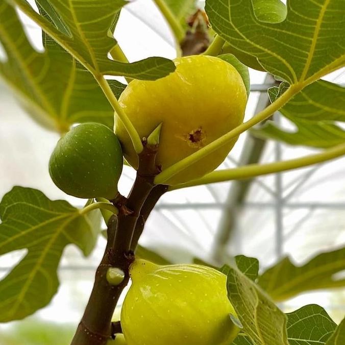 bibit buah tin cangkok Yellow Giant Khasi PREMIUM