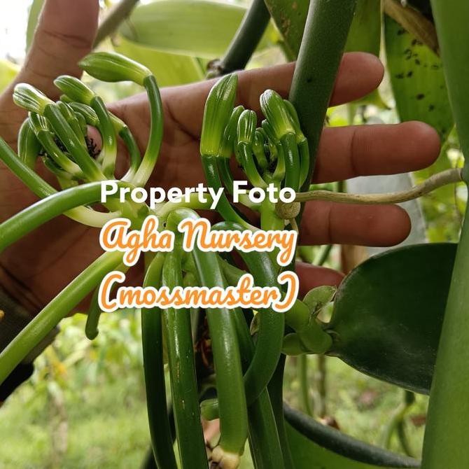 PREMIUM bibit vanili vania tangkai buah bercabang 2
