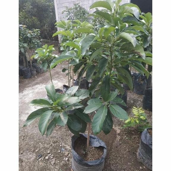 PREMIUM Bibit Buah Alpulat Kelut Tinggi 1 Meter - Alpukat Lokal Super Unggulan