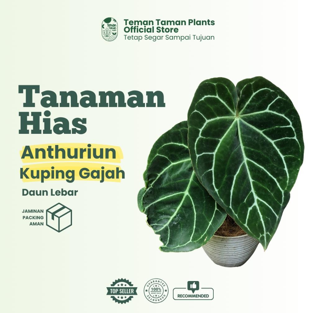 Berkualitas Teman Taman Plants - Tanaman Hias Anthurium Kuping Gajah | Daun Besar & Lebar MURAH