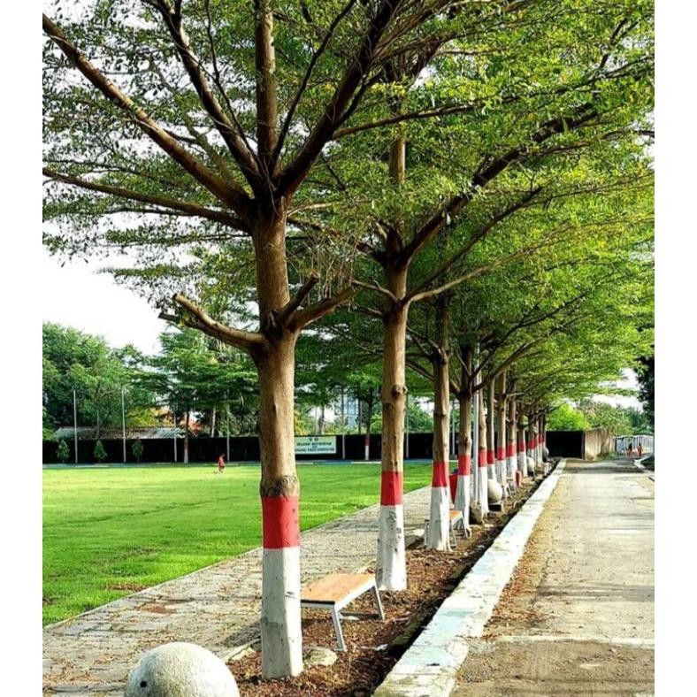 Berkualitas Ketapang Kencana Ukuran +-2.5 Meter batang besar daun rimbun MURAH