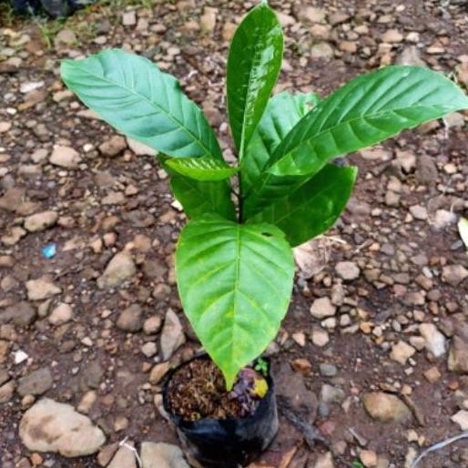 PREMIUM Bibit pohon buah kopi/Bibit pohon kopi