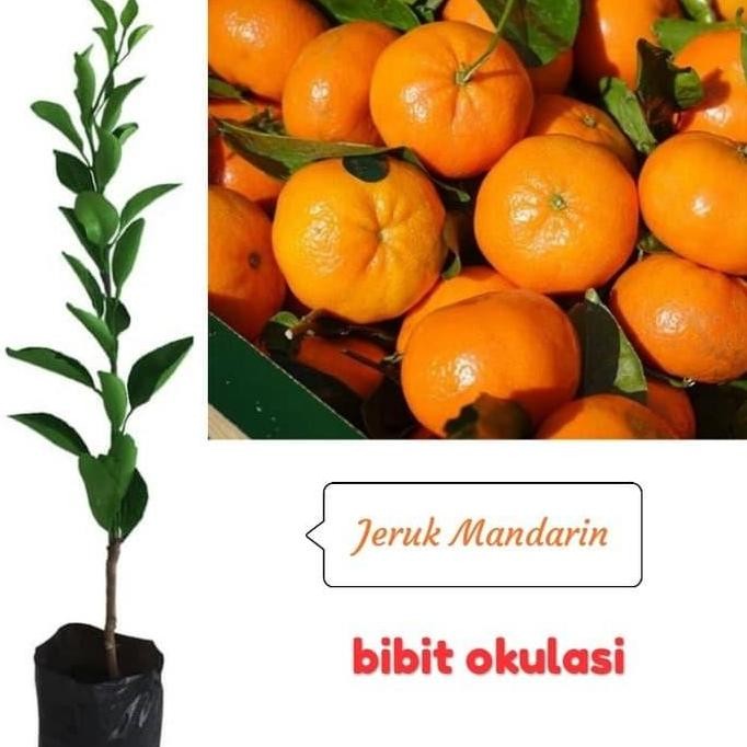 PREMIUM Bibit Buah Jeruk Mandarin