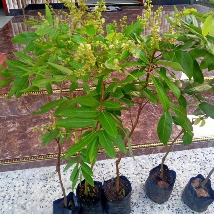 PREMIUM bibit buah kelengkeng diamond river kondisi berbunga siap berbuah