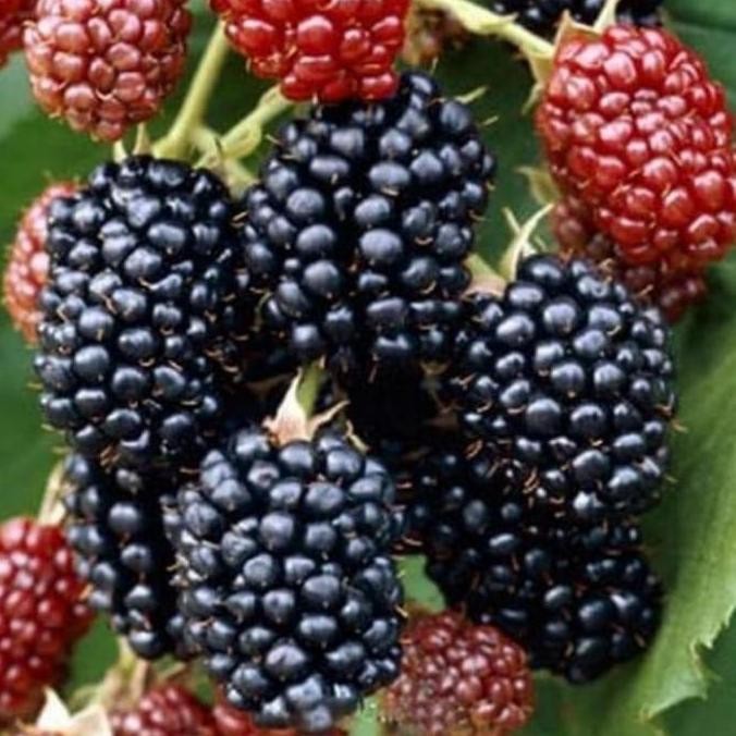 PREMIUM Murbei Jumbo - Murbey Jumbo - Bibit Tanaman Buah Murbei Jumbo ungg dan